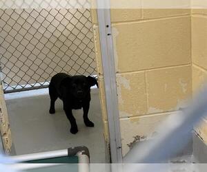 Dachshund-Unknown Mix Dogs for adoption in Tulsa, OK, USA