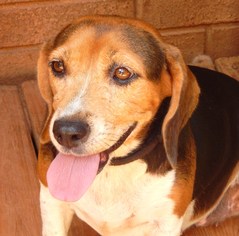 Beagle Dogs for adoption in Anderson, SC, USA