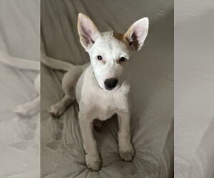 Australian Cattle Dog-Unknown Mix Dogs for adoption in Polson, MT, USA