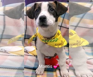 Pembroke Welsh Corgi-Unknown Mix Dogs for adoption in SHERBURNE, NY, USA