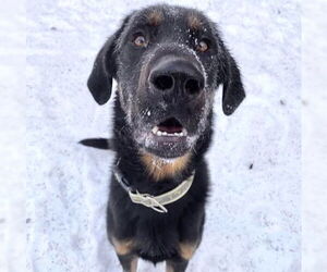 German Shepherd Dog-Unknown Mix Dogs for adoption in Anchorage, AK, USA