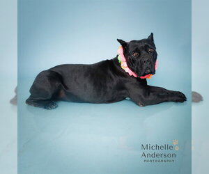Mastiff-Unknown Mix Dogs for adoption in Corona, CA, USA