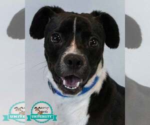 Beagle-Unknown Mix Dogs for adoption in Kennesaw, GA, USA