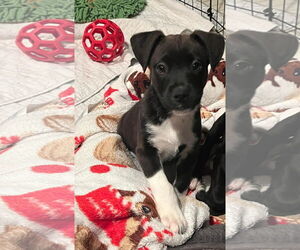 Huskies -Labrador Retriever Mix Dogs for adoption in Mechanicsburg, PA, USA