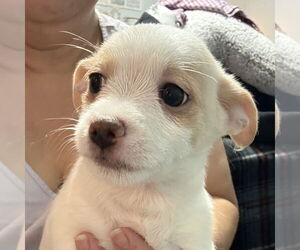 Medium Photo #3 Chi-Poo (Miniature) Puppy For Sale in Vail, AZ, USA