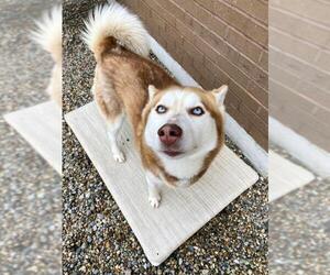 Siberian Husky Dogs for adoption in Fort Wayne, IN, USA