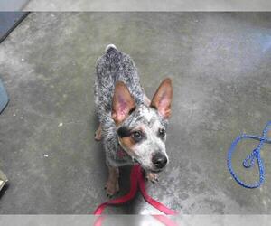 Mutt Dogs for adoption in Tulsa, OK, USA