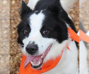 Border Collie Dogs for adoption in Oxford, MS, USA
