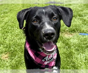 Collie-Labrador Retriever Mix Dogs for adoption in Pueblo, CO, USA