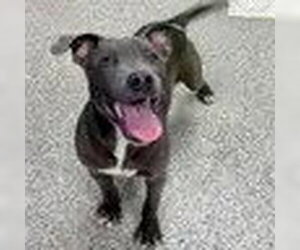 American Pit Bull Terrier-American Staffordshire Terrier Mix Dogs for adoption in Bristol, CT, USA