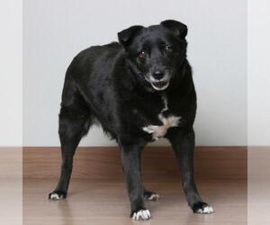 Schipperke-Unknown Mix Dogs for adoption in Eden Prairie, MN, USA