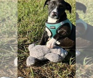 Mutt Dogs for adoption in Tarrytown, GA, USA