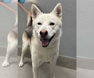 Huskies -Unknown Mix Dogs for adoption in Las Vegas, NV, USA