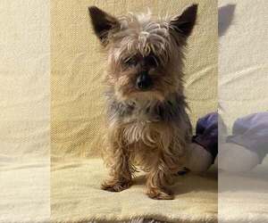 Mutt Dogs for adoption in HOPKINSVILLE/PRINCETON, KY, NH, USA
