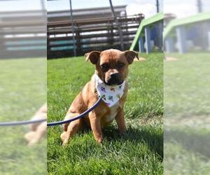 Shug Dogs for adoption in Bakersfield, CA, USA