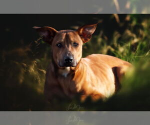 Coonhound-Unknown Mix Dogs for adoption in Pryor, OK, USA