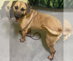 Black Mouth Cur Dogs for adoption in Forestville, MD, USA