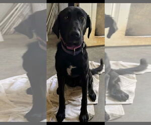 Mutt Dogs for adoption in Westminster, MD, USA