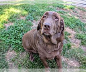 Labrador Retriever Dogs for adoption in Clovis, CA, USA