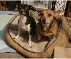 Chiweenie Dogs for adoption in Tenafly, NJ, USA