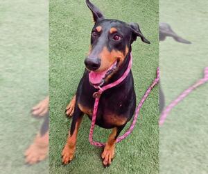 Doberman Pinscher Dogs for adoption in Sacramento, CA, USA