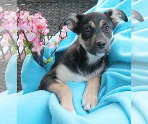 German Shepherd Dog-Unknown Mix Dogs for adoption in Woodbury, NY, USA