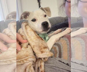 American Pit Bull Terrier-Labrador Retriever Mix Dogs for adoption in Chandler, AZ, USA