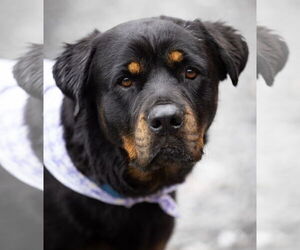 Rottweiler Dogs for adoption in Hillsboro, NH, USA