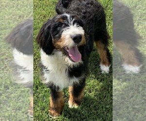 Bernedoodle Dogs for adoption in Conway, AR, USA