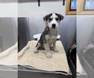 - Mix Dogs for adoption in Fairbanks, AK, USA