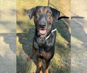 Doberman Pinscher-Unknown Mix Dogs for adoption in Conroe, TX, USA