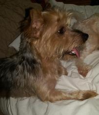 Silky Terrier Dogs for adoption in Columbus, OH, USA