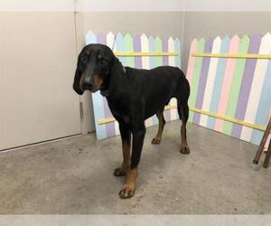 Black and Tan Coonhound Dogs for adoption in Rosenberg, TX, USA