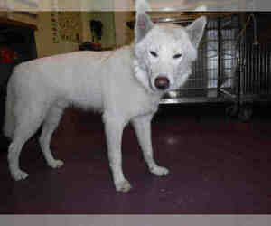 Siberian Husky Dogs for adoption in Long Beach, CA, USA