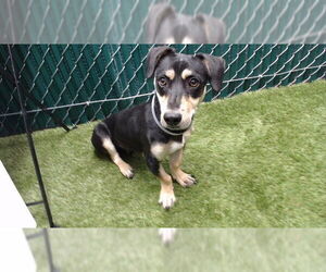 Mutt Dogs for adoption in Downey, CA, USA