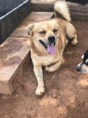 Daug Dogs for adoption in Edmond, OK, USA