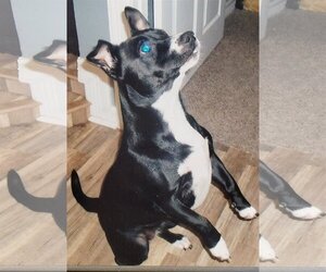Pembroke Welsh Corgi-Unknown Mix Dogs for adoption in HOUSTON, TX, USA
