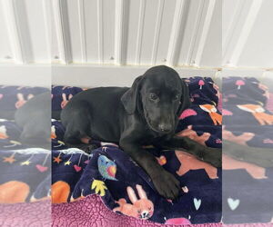 Labrador Retriever-Unknown Mix Dogs for adoption in Osgood, IN, USA