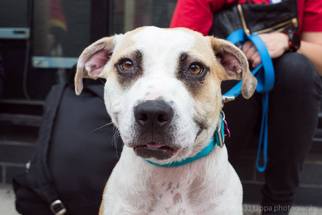 Mutt Dogs for adoption in Brooklyn, NY, USA