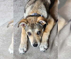 Australian Shepherd Dogs for adoption in Royal Palm Beach, FL, USA