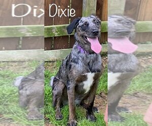 Catahoula Leopard Dog Dogs for adoption in Paris, ME, USA
