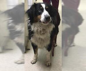 Australian Shepherd Dogs for adoption in Riverside, CA, USA