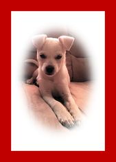 Medium Photo #1 Chiranian Puppy For Sale in Genoa City, WI, USA