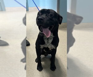 Mutt Dogs for adoption in Newton, NC, USA