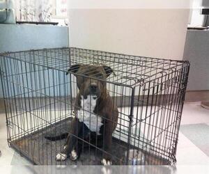 American Pit Bull Terrier Dogs for adoption in Oklahoma City, OK, USA