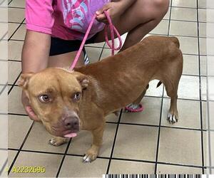 American Pit Bull Terrier Dogs for adoption in West Palm Beach, FL, USA