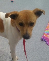 Jack Russell Terrier Dogs for adoption in Randleman, NC, USA