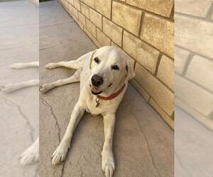 Labrador Retriever Dogs for adoption in Santa Clarita, CA, USA