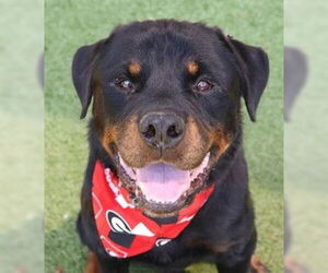 Rottweiler Dogs for adoption in Hillsboro, NH, USA