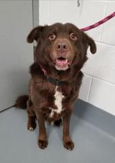 Labrador Retriever-Unknown Mix Dogs for adoption in Mission, KS, USA